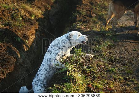 Portrait Of Central Asian Shepherd Dog Outdoor