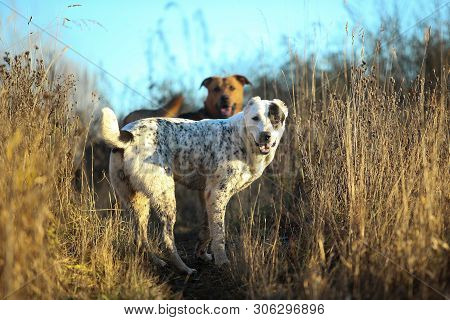 Portrait Of Central Asian Shepherd Dog Outdoor