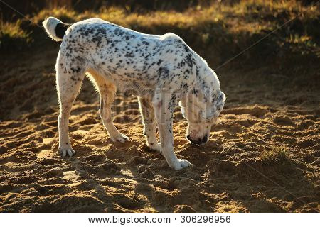 Portrait Of Central Asian Shepherd Dog Outdoor