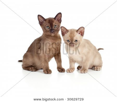 Gatos birmanos sentado en blanco