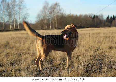 Portrait Of Happy Mongrel Dog Walking On Sunny Yellow Field.