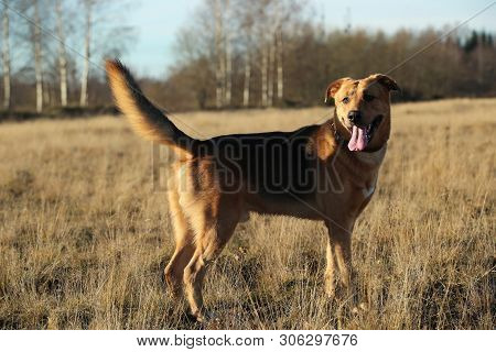 Portrait Of Happy Mongrel Dog Walking On Sunny Yellow Field.