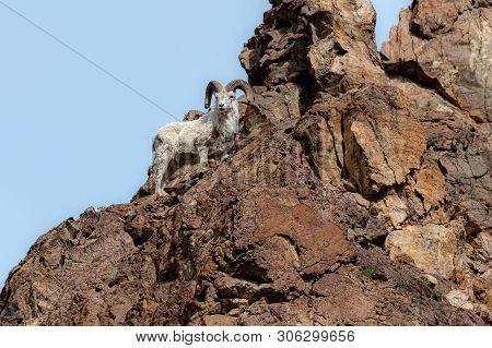 The Dall Sheep Stands On High Rock Formation In Denali National Park In Alaska.
