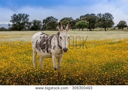 Free horse in a blossom meadow with yellow flowers