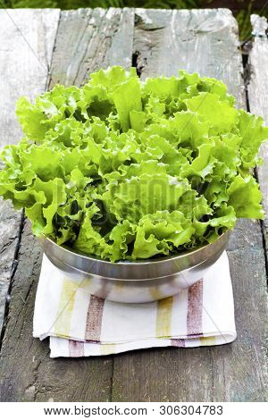 Fresh Lettuce In Metal Bowl On Old Wooden Table In The Garden