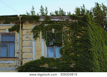 Adding Natural Beauty On Stone. House Building Covered With Ivy. Green Ivy Plant Climbing Brick Wall