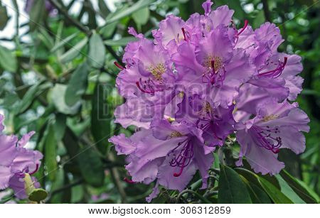 Pacific Rhododendron (rhododendron Macrophyllum) Is A Large-leaved Species Of Rhododendron Native To