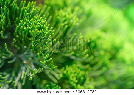 Close Up Of Green Pine Conifer Leaf. Nature Greenary Background.