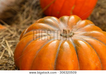 Orange Tasty Ribbed Pumpkin Orange Closeup Symmetrical Vegetable Autumn Harvest Design Rustic