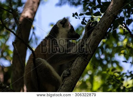 Portrait Of The Ring-tailed Lemur Lemur Catta Aka King Julien In Anja Community Reserve ,manambolo, 