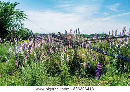 Beautifu Violet Delphinium Flowers Bloming In The Country