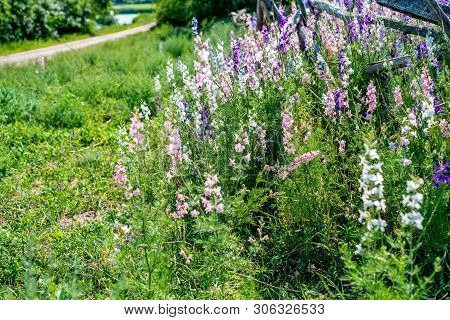 Beautifu Violet Delphinium Flowers Bloming In The Country