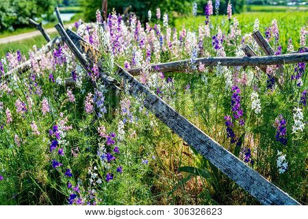 Beautifu Violet Delphinium Flowers Bloming In The Country