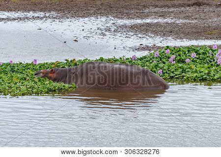 A Hippopotamus Sleeping Between Water Hyacinth In The Letaba River In The Limpopo Province Of South 