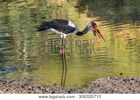 A Saddle-billed Stork, Ephippiorhynchus Senegalensis, With Its Prey, A Fish, In A River