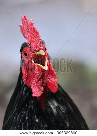 Close Up Portrait Of A Chicken Squawking