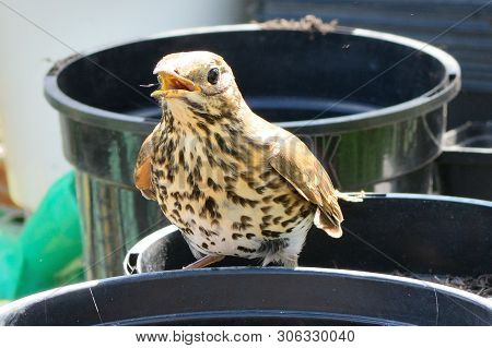 Portrait Of A Song Thrush (turdus Philomelos) Perching On A Plant Pot Inside A Greenhouse