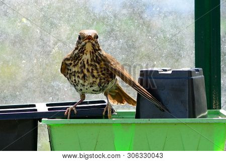 Portrait Of A Song Thrush (turdus Philomelos) Perching On A Plant Pot Inside A Greenhouse