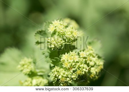 Lady's-mantle Flowers, Alchemilla Epipsila.