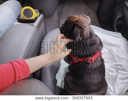Black Pug In The Car. Girl Plays With Pugin The Front Seat Of The Car.