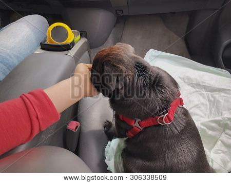 Black Pug In The Car. Girl Plays With Pugin The Front Seat Of The Car.