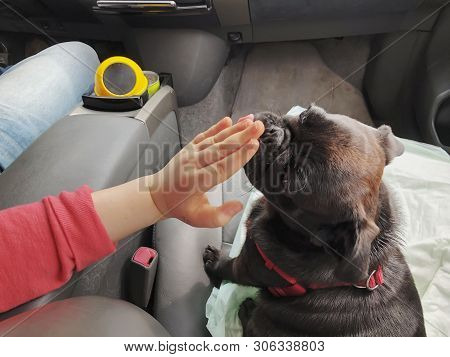 Black Pug In The Car. Girl Plays With Pugin The Front Seat Of The Car.
