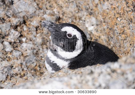 Pinguino di capo
