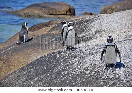 Cape Penguins