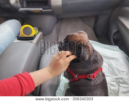 Black Pug In The Car. Girl Plays With Pugin The Front Seat Of The Car.