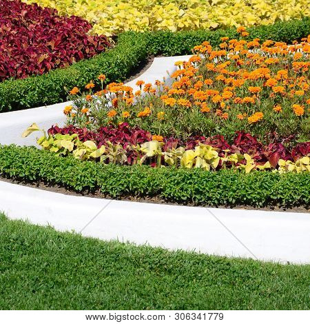 Coleus Flowerpot. Beautiful Perspective Of Natural Coleus Plant Leaves