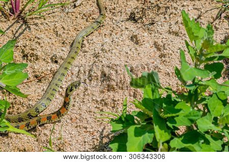 Green Garter Snake With Red And Black Markings With Head Raised As It Crawls On Ground In Garden.