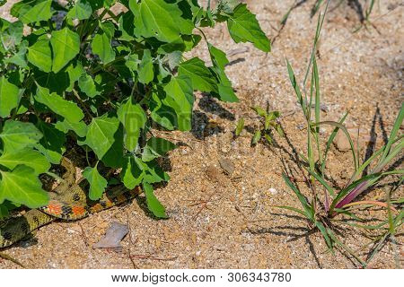 Green Garter Snake With Red And Black Markings Under Plant In Garden.