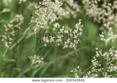 Flowers Of Snow-white Wood-rush Plants, Luzula Nivea.