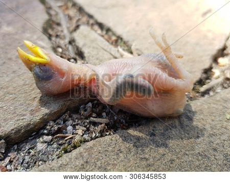 Baby Bird Without Feathers With A Yellow Beak, Fallen Out Of The Nest.