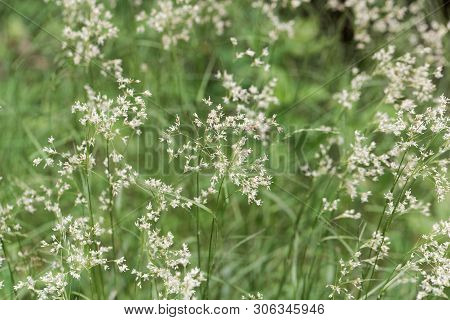 Flowers Of Snow-white Wood-rush Plants, Luzula Nivea.