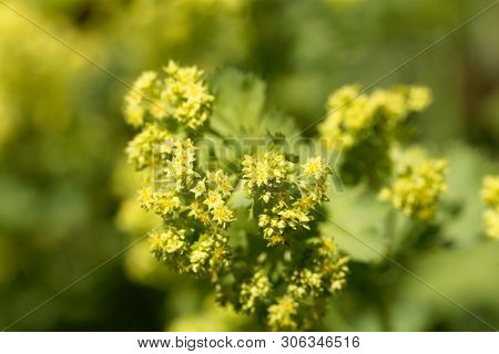 Lady's-mantle Flowers, Alchemilla Epipsila.