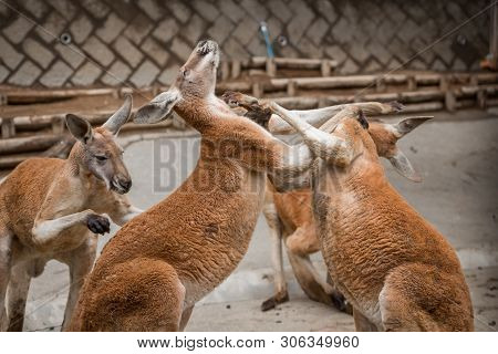 Red Australian Kangaroo In The Tokyo Zoo