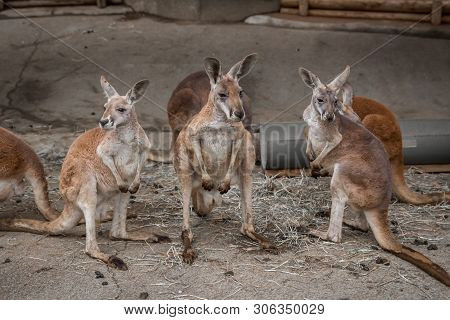 Red Australian Kangaroo In The Tokyo Zoo