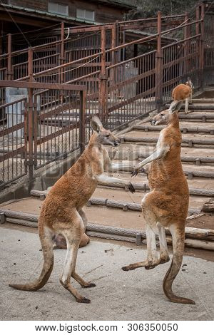 Red Australian Kangaroo In The Tokyo Zoo