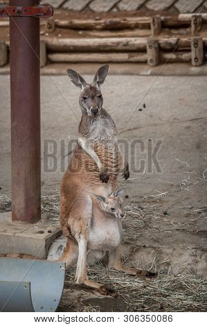 Red Australian Kangaroo In The Tokyo Zoo