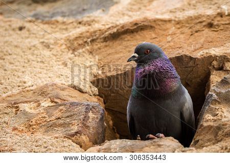 Portrait Of A Pigeon Nesting In A Hole In An Old Stone Wall