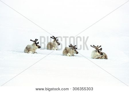 Four young male reindeerr resting in the snow in Svalbard, a Norewegian archipelage between mainland Norway and the Noth Pole. Reindeer are widely associated with Christmas. 