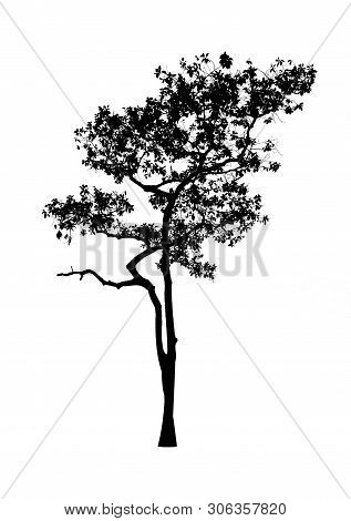 Isolated Black  Tree Silhouettes On White Background. To Be Used In Graphic Work