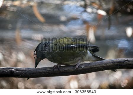The Male Figbird Is Cleaning His Bill On A Tree Branch