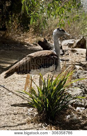 This Is A Side View Of An Australian Bustard