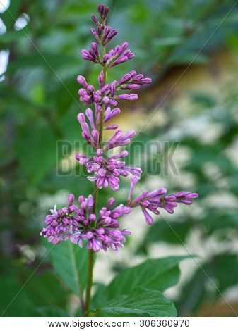 A Twig Of Blossoming Lilac Shot Vertically Against A Green Background