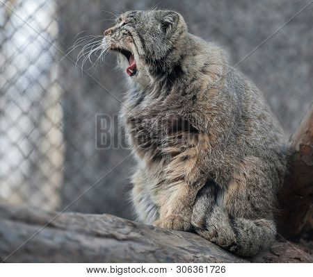 Pallas Cat (otocolobus Manul). Manul Is Living In The Grasslands And Montane Steppes Of Central Asia