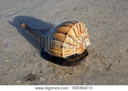 Live Lightning Whelk On Exposed Tidal Flat At Extreme Low Tide On East Cape Sable In Everglades Nati