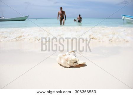 A Large Ocean Shell Of Pink Mother-of-pearl Strombus Gigas Lies On The White Sand On The Caribbean S