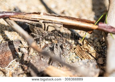 Running Crab Spider Spotted Amongst Leaf Litter